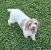 adoptable Dog in lees summit, MO named Cappuccino (F)