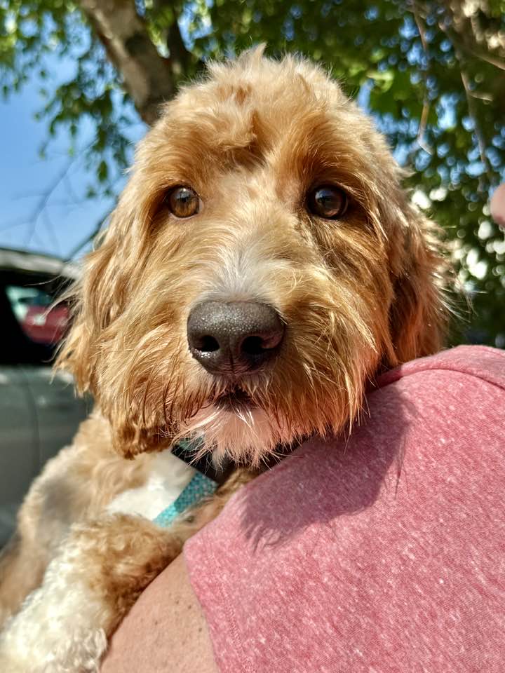 adoptable Dog in Lees Summit, MO named Noah
