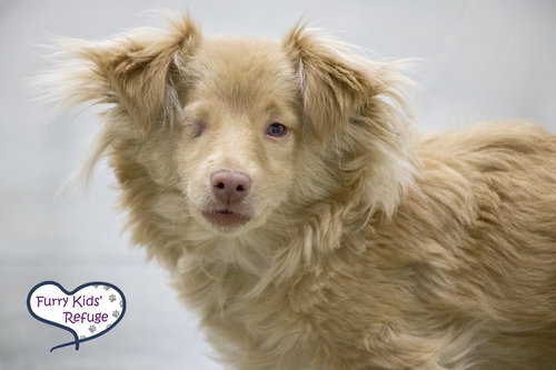 Bestie (M), an adoptable Chihuahua in Lee's Summit, MO
