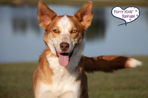 picture of the dog needing adoption