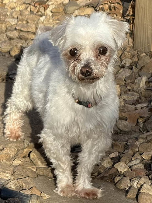 Lola, an adoptable Maltese in Lee's Summit, MO