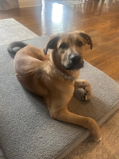 Bria, an adoptable Shepherd in Lee's Summit, MO