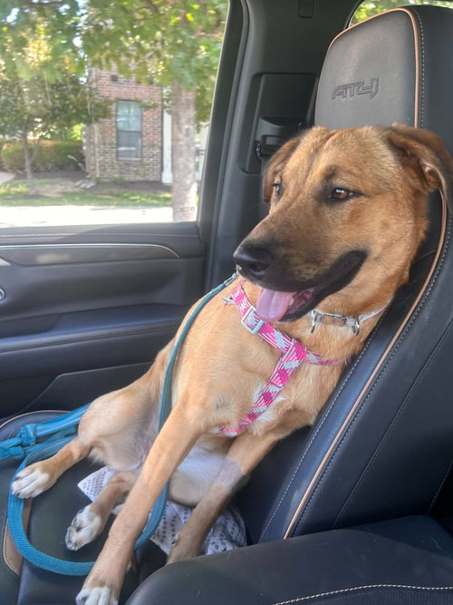 Bria, an adoptable Shepherd in Lee's Summit, MO