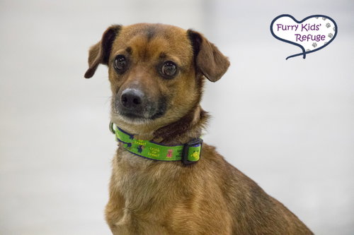 picture of the dog needing adoption