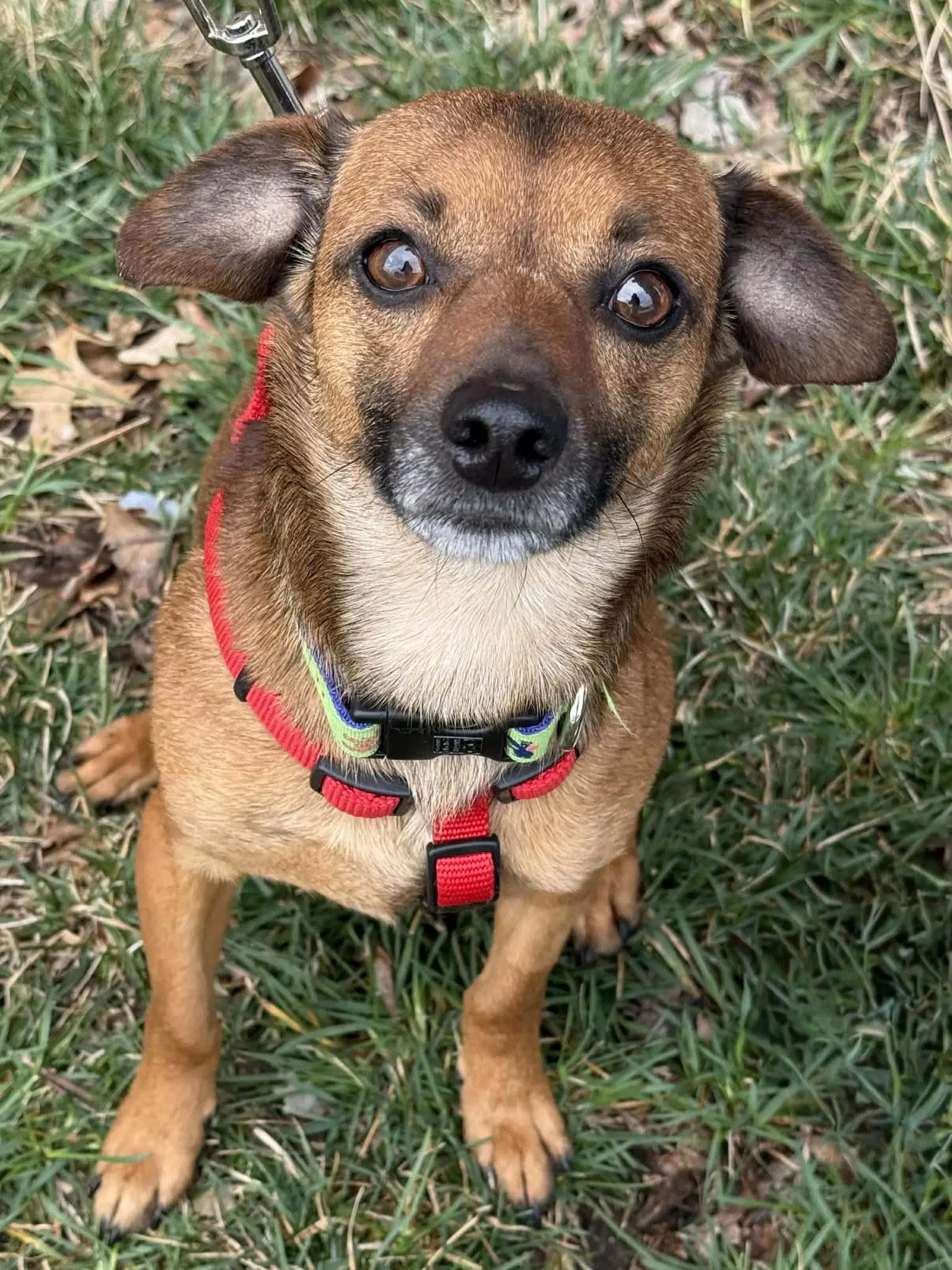 Mowie image 2