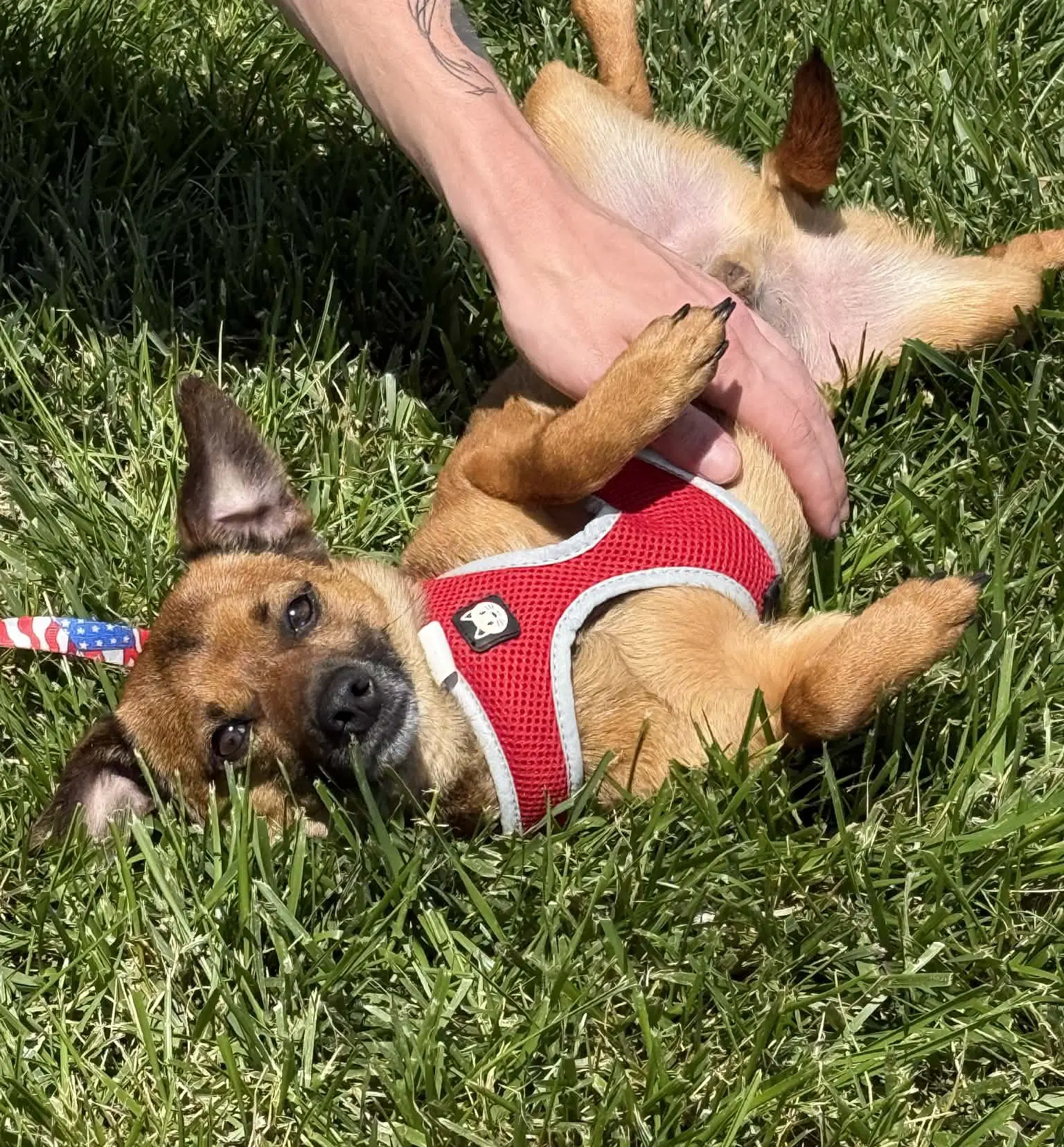 Mowie - Chihuahua
