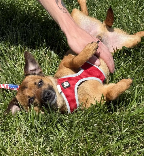 Mowie, an adoptable Chihuahua in Lee's Summit, MO
