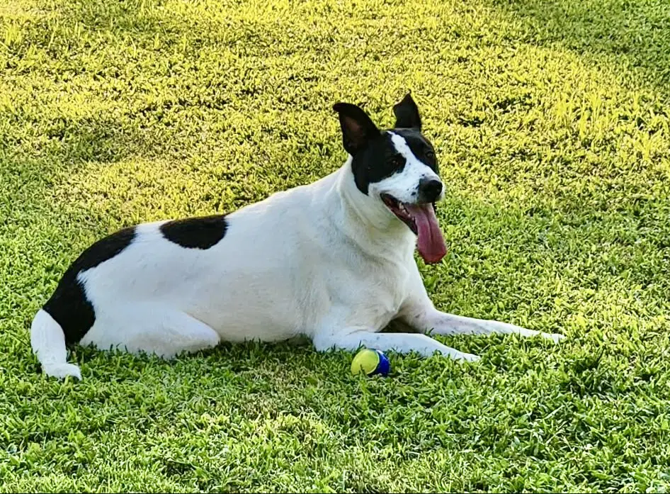 Maizy - Courtesy Listing image 3