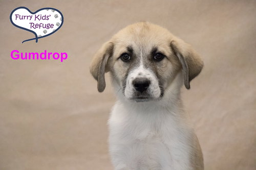 Gumdrop, an adoptable Great Pyrenees in Lee's Summit, MO