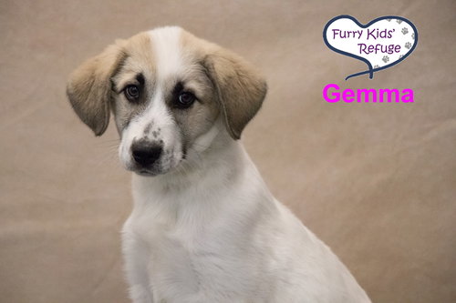 Gemma, an adoptable Great Pyrenees in Lee's Summit, MO