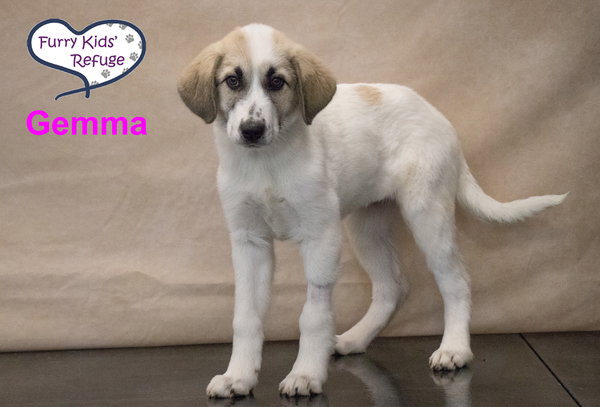 Gemma : UPDATED