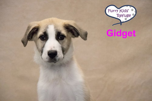 Gidget, an adoptable Great Pyrenees in Lee's Summit, MO