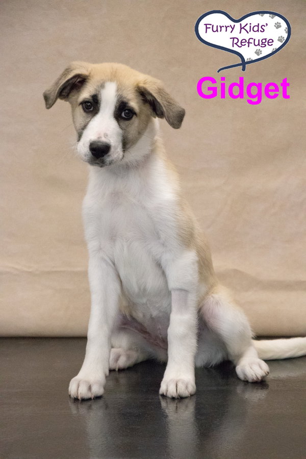 Gidget : UPDATED