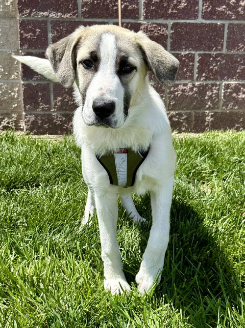Gidget : UPDATED, an adoptable Great Pyrenees in Lee's Summit, MO