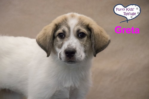 Greta, an adoptable Great Pyrenees in Lee's Summit, MO