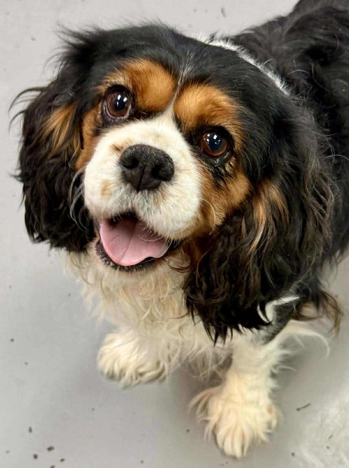 Dixie
