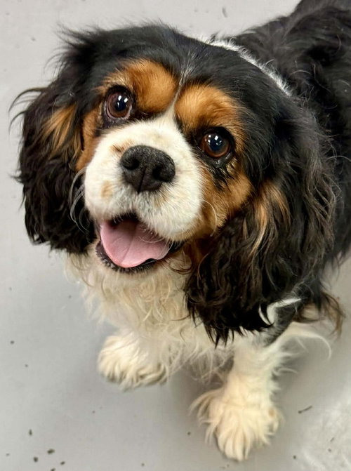 Dixie, an adoptable Cavalier King Charles Spaniel in Lee's Summit, MO
