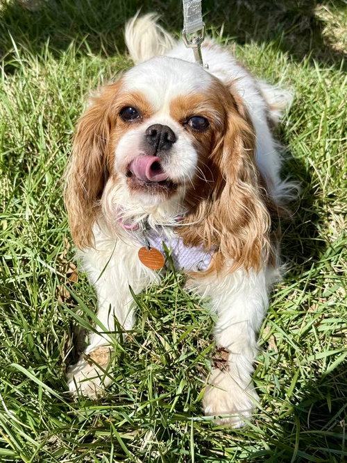 Bella, an adoptable Cavalier King Charles Spaniel in Lee's Summit, MO