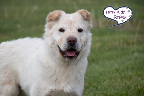 Ramona, an adoptable Chinese Shar-Pei in Lee's Summit, MO