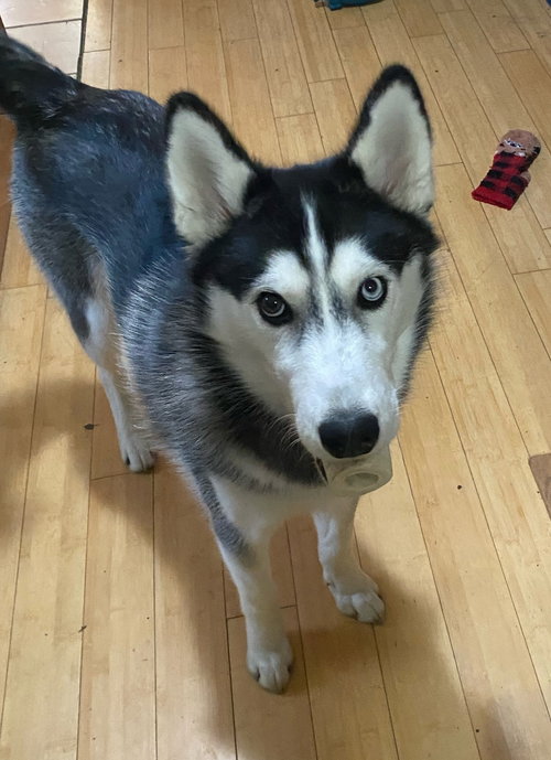 Henry James, an adoptable Siberian Husky in Lee's Summit, MO