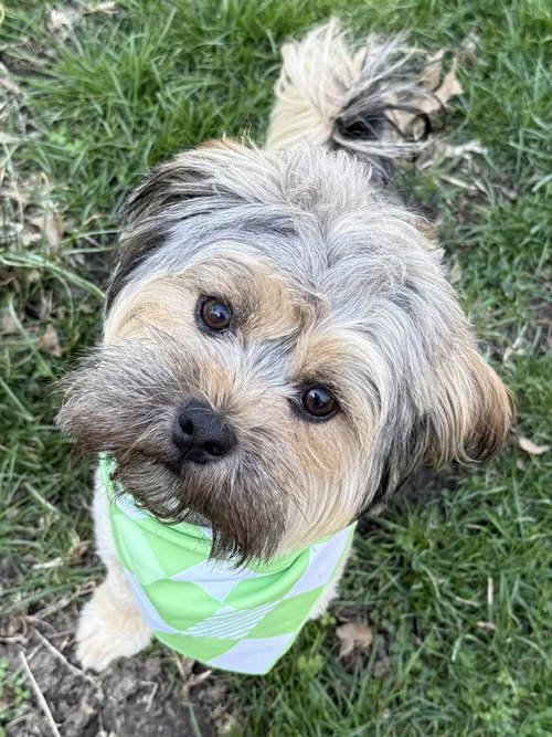 Tuffy, an adoptable Shih Tzu in Lee's Summit, MO