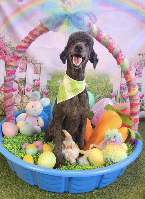 DJ, an adoptable Poodle in Lee's Summit, MO