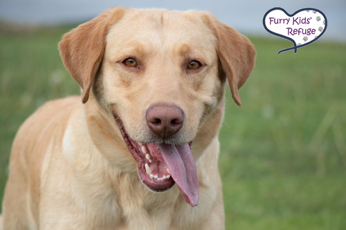 picture of the dog needing adoption