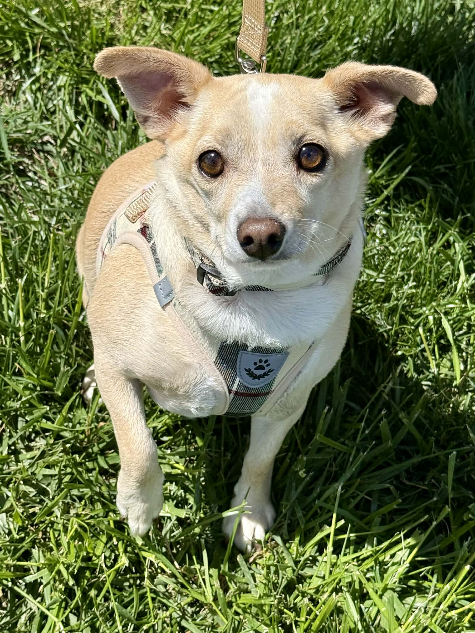 Mr Peanut - Chihuahua