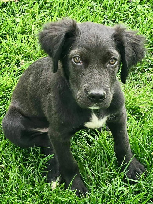 Lewis, an adoptable Spaniel in Lee's Summit, MO