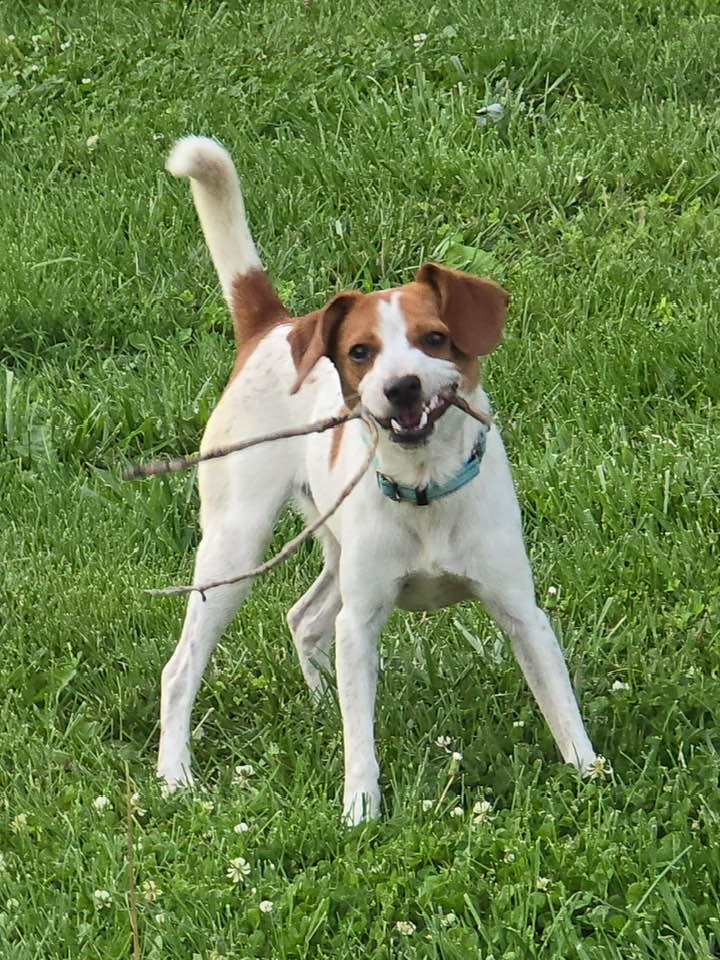 Snoopy - Terrier