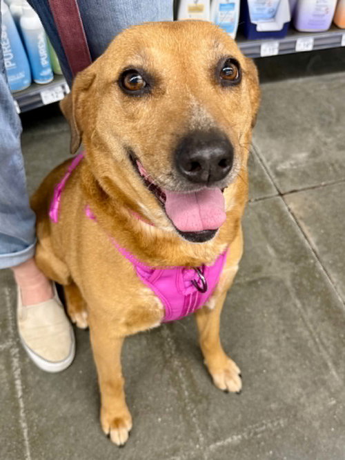 Billie Jean, an adoptable Australian Shepherd in Lee's Summit, MO