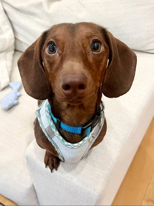 Franklin, an adoptable Dachshund in Lee's Summit, MO