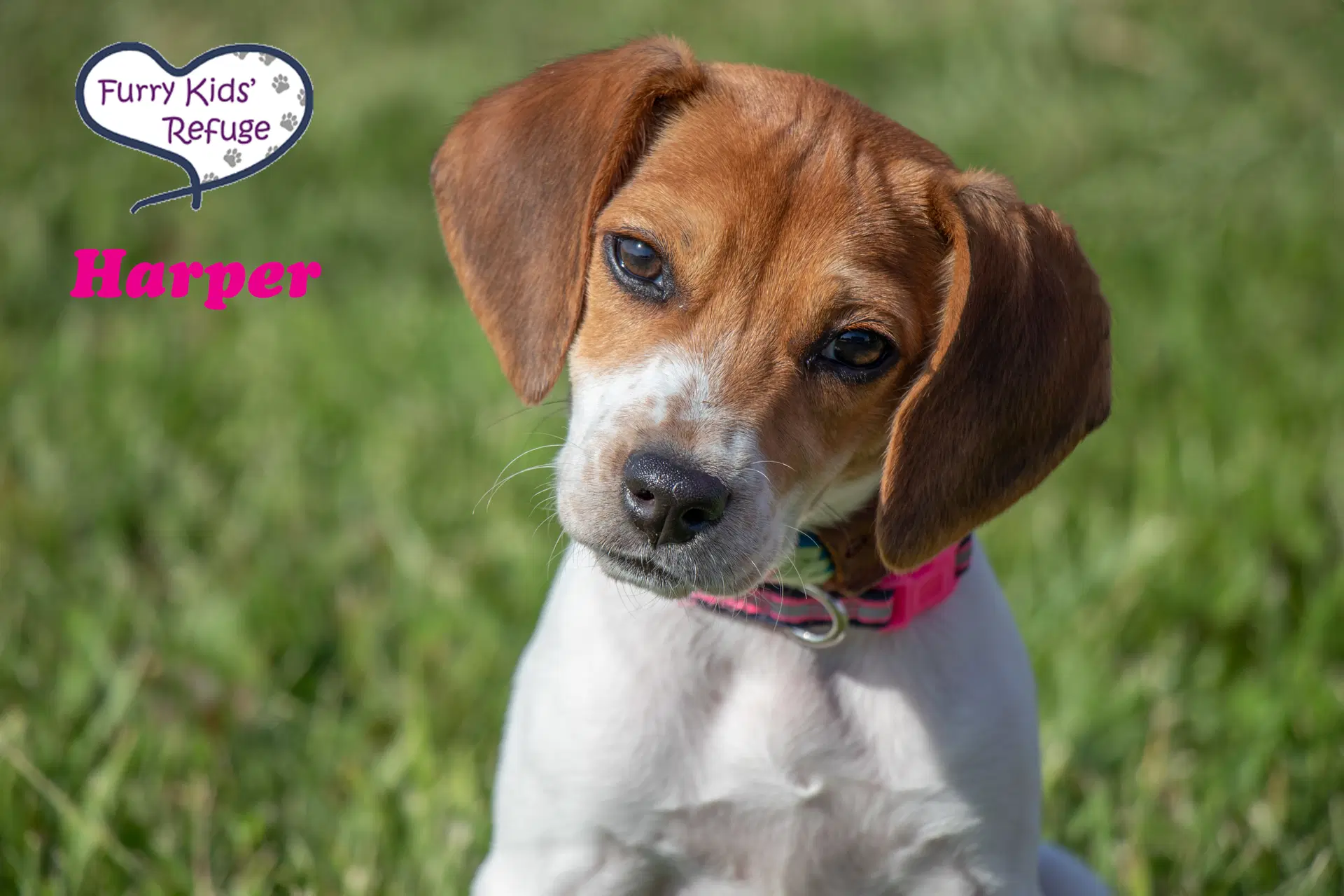 Harper - Beagle