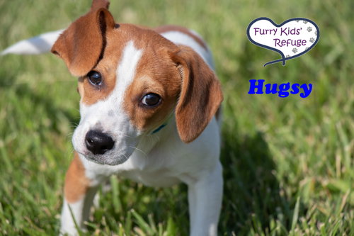 Hugsy