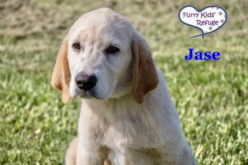 Jase