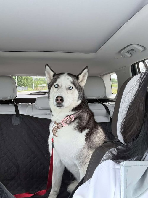 Laeta-Courtesy Post, an adoptable Husky in Lee's Summit, MO