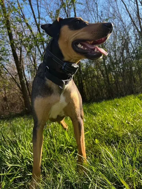 Luna - Courtesy Post image 3