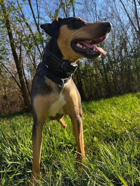 Luna - Courtesy Post