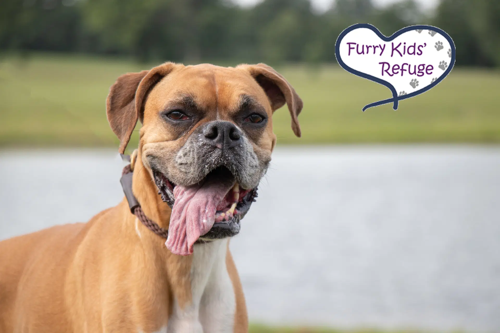 Savannah - Boxer