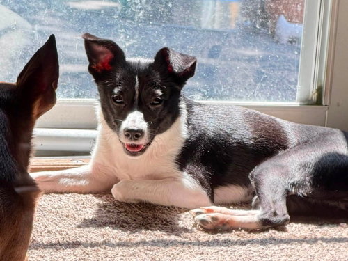 Photo 2 of Jemma