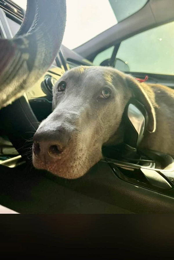 Beau - Courtesy Listing