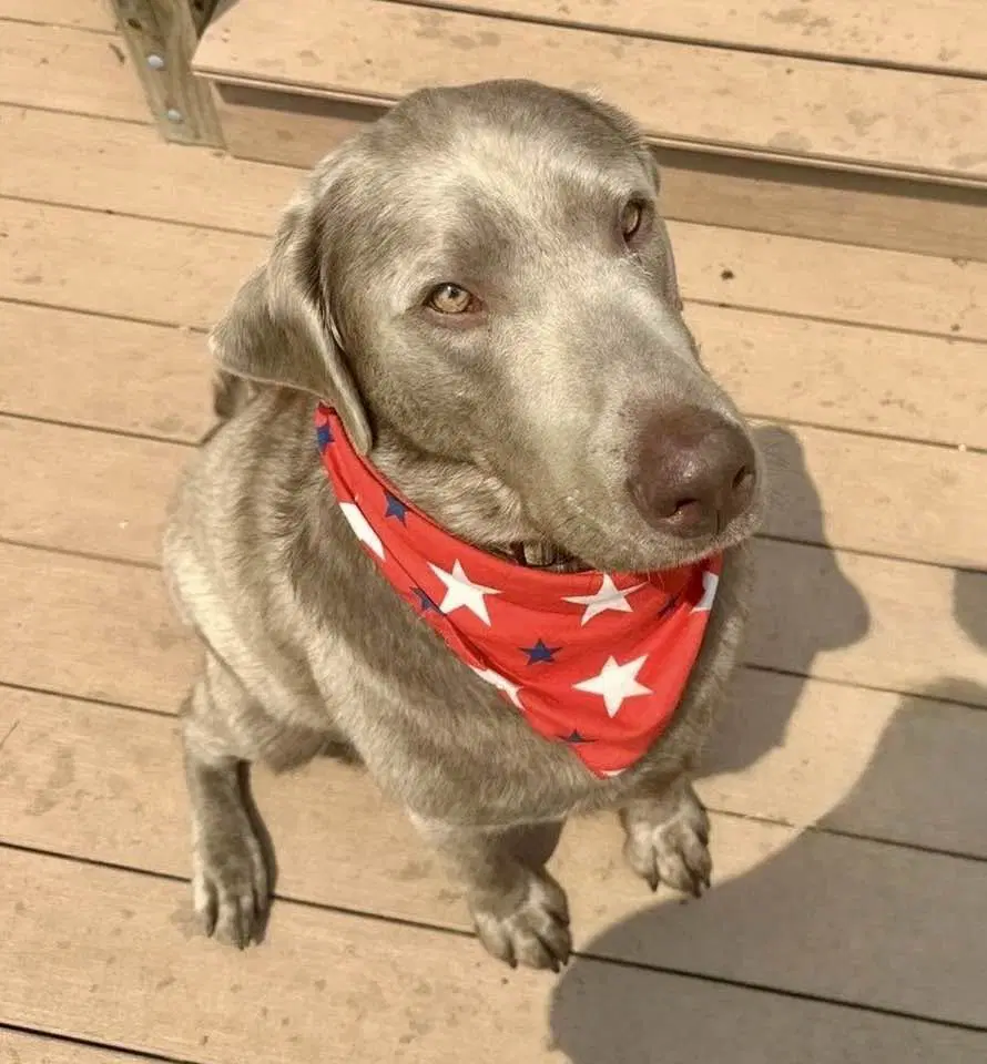 Beau - Courtesy Listing - Labrador Retriever