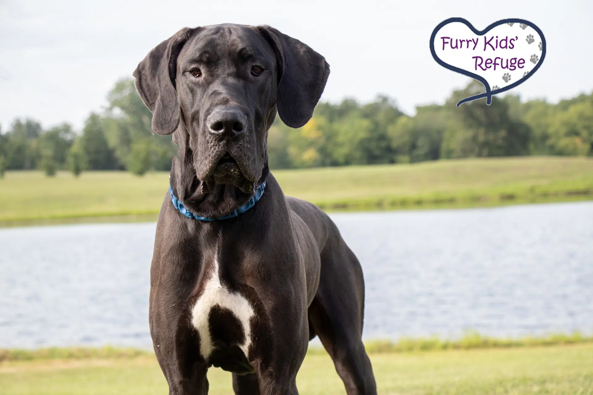 Tank - Great Dane