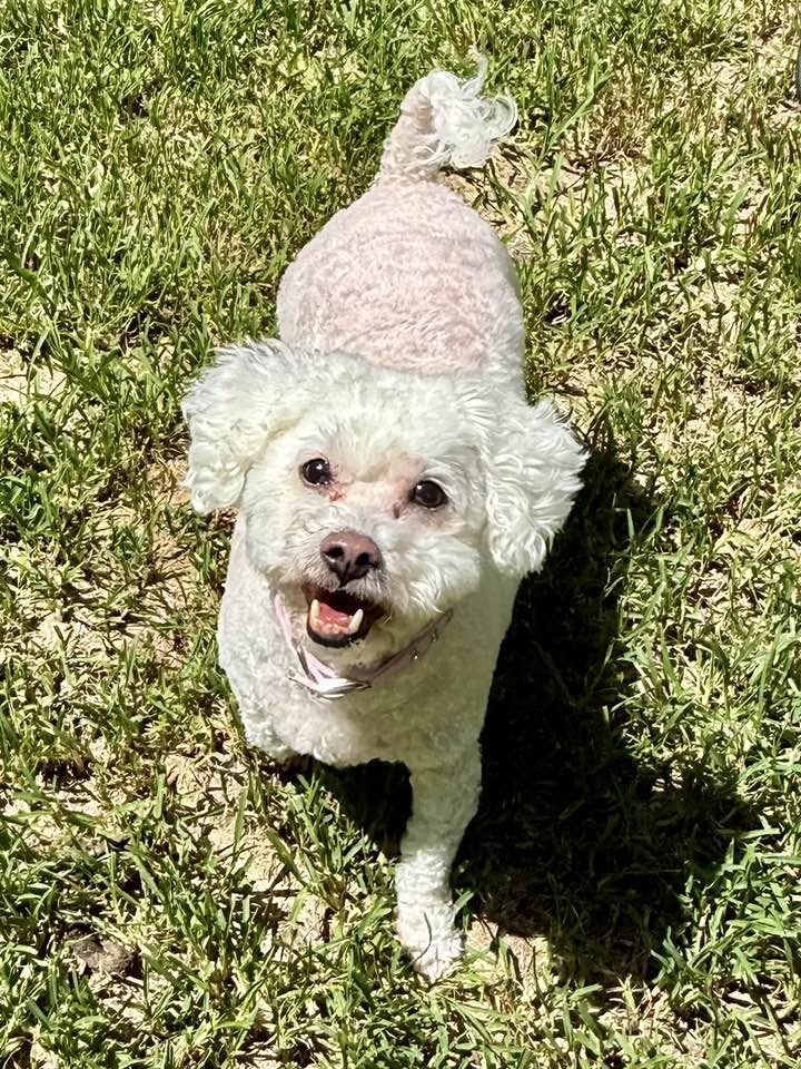 Snuggles F - Bichon Frise