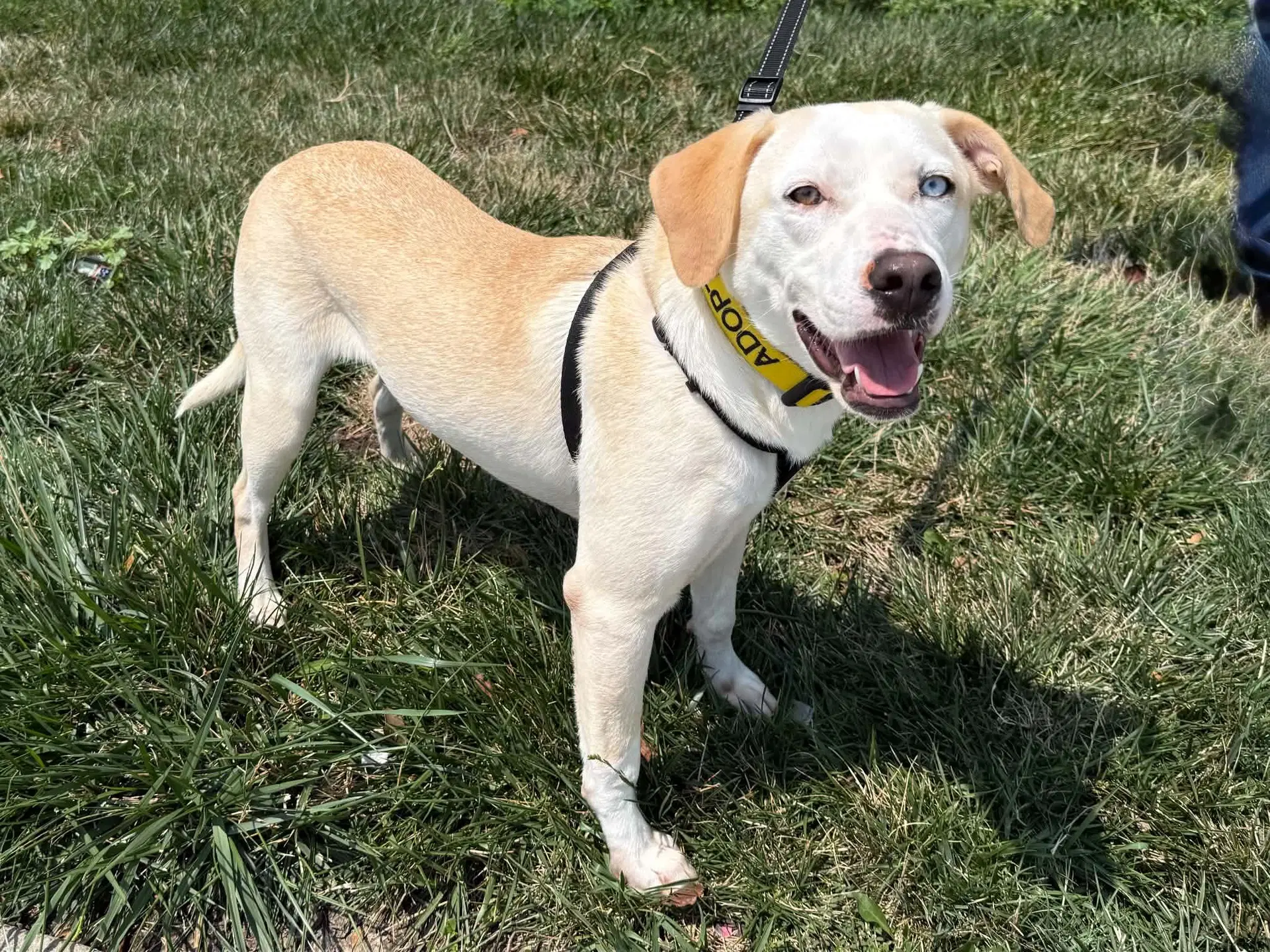 Pickles F - Labrador Retriever