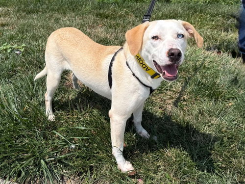 picture of the dog needing adoption