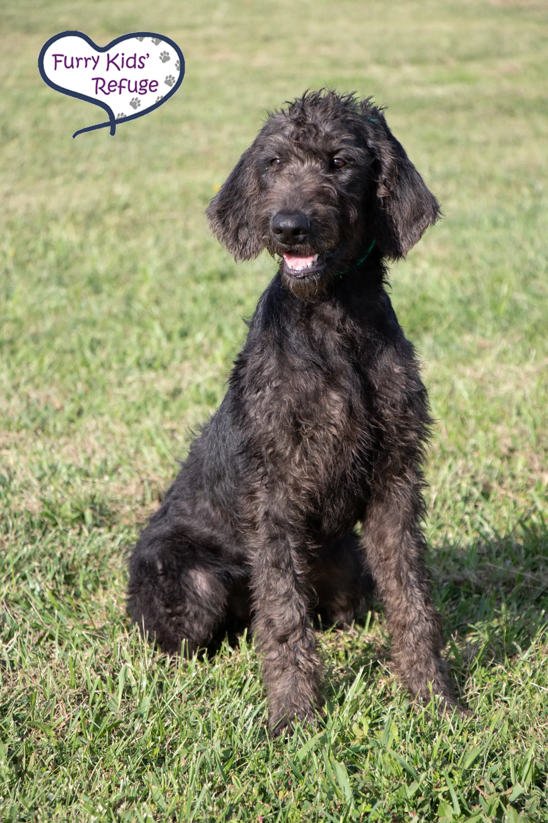 Murphy image 3