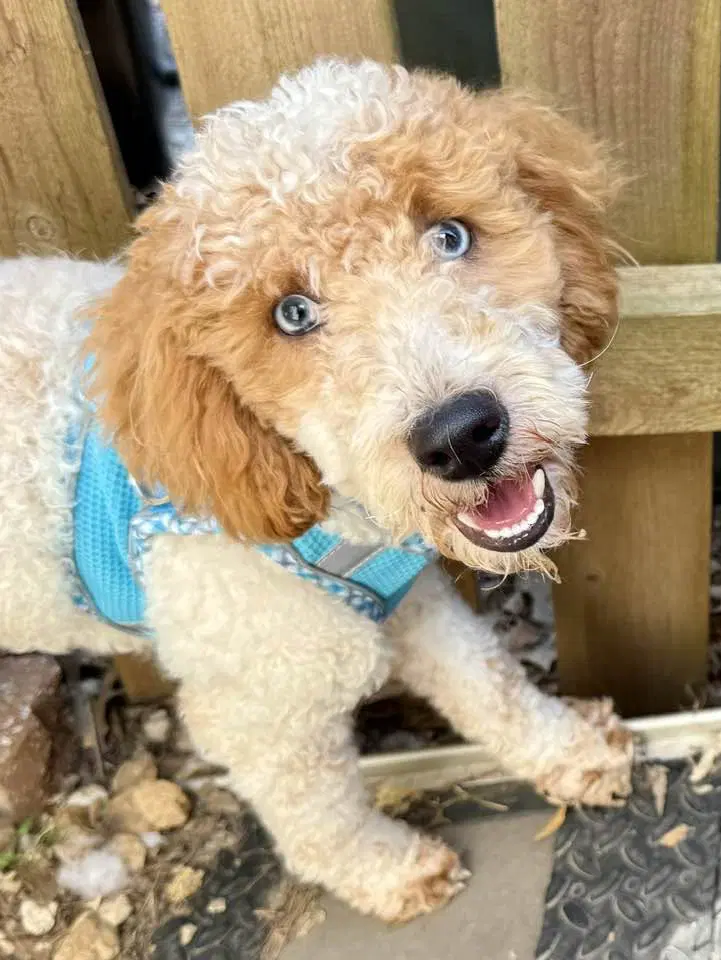 Romeo - Poodle (Miniature)