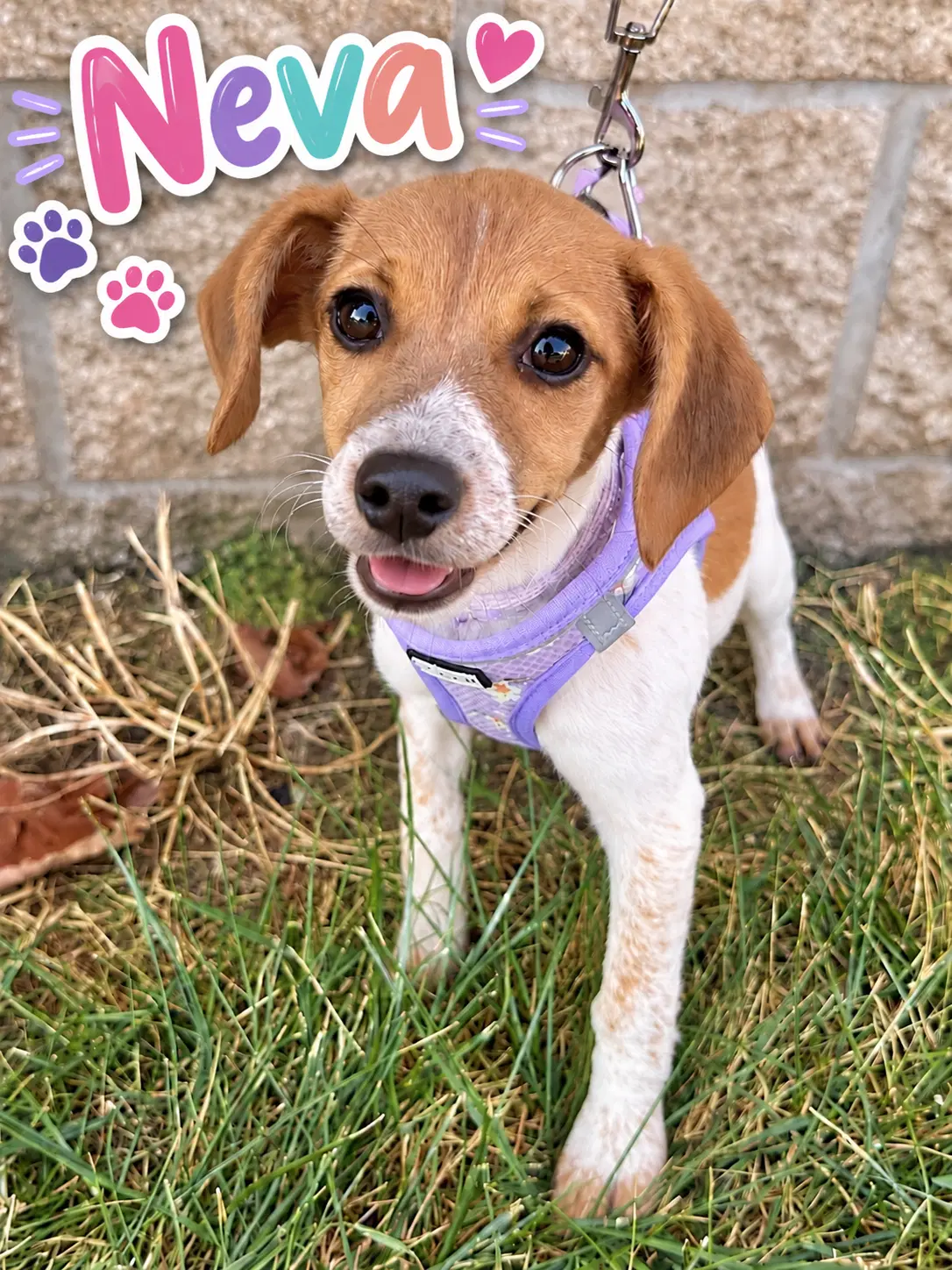 Neva - Beagle