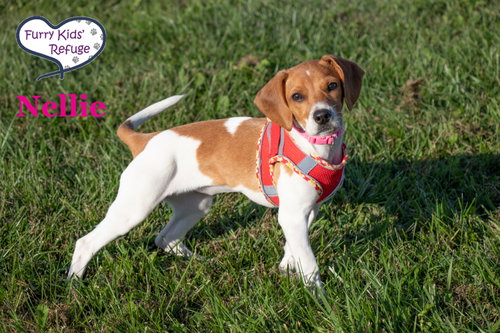 Photo 4 of Nellie